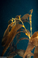 Macrocystis pyrifera (Giant Kelp)