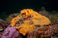 Aplidium californicum (Sea Pork)