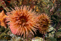 Urticina eques (White-Spotted Rose Anemone)