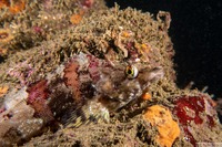 Oxylebius pictus (Painted Greenling)