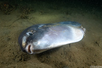 Mola mola (Ocean Sunfish)