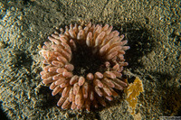 Urticina clandestina (Urticina Clandestina)