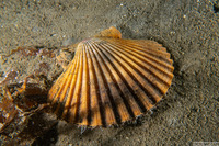 Patinopecten caurinus (Giant Pacific Scallop)