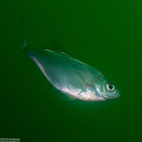 Phanerodon furcatus (White Seaperch)