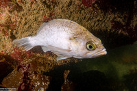 Sebastes atrovirens (Kelp Rockfish)