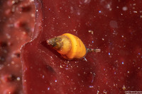 Alia carinata (Carinate Dovesnail)