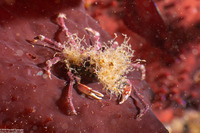 Pugettia richii (Cryptic Kelp Crab)