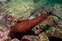 Aplysia californica (Brown Sea Hare)