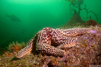 Pisaster giganteus (Giant Spined Star)