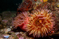 Urticina eques (White-Spotted Rose Anemone)