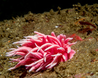 Okenia rosacea (Hopkins' Rose Nudibranch)