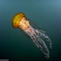 Chrysaora fuscescens (Brown Jellyfish)