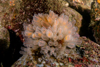 Clavelina huntsmani (Light Bulb Tunicate)