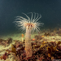 Pachycerianthus fimbriatus (Tube-Dwelling Anemone)