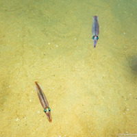 Doryteuthis opalescens (Market Squid)