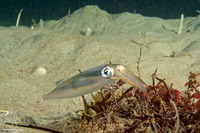 Doryteuthis opalescens (Market Squid)