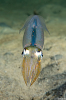 Doryteuthis opalescens (Market Squid)