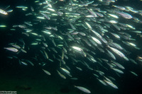 Trachurus symmetricus (Jack Mackerel)