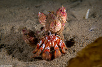 Pagurus armatus (Blackeyed Hermit Crab)