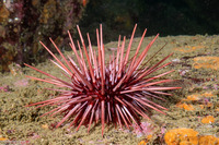 Mesocentrotus franciscanus (Red Sea Urchin)