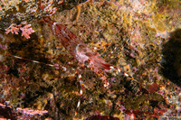 Pandalus danae (Dock Shrimp)