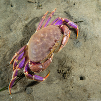 Metacarcinus gracilis (Graceful Crab)