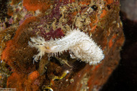 Pseudocnus lubricus (Fisher's Sea Cucumber)