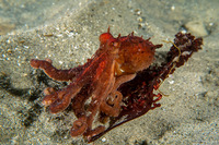 Octopus rubescens (Red Octopus)
