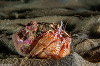 Pagurus armatus (Blackeyed Hermit Crab)