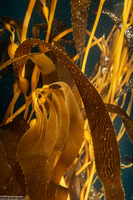 Macrocystis pyrifera (Giant Kelp)