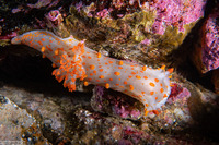 Triopha catalinae (Catalina Triopha)