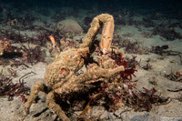 Loxorhynchus crispatus (Masking Crab)