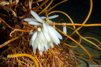 Doryteuthis opalescens (Market Squid)