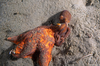 Octopus rubescens (Red Octopus)