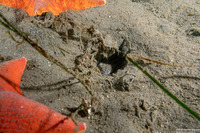 Ophichthus triserialis (Pacific Snake Eel)