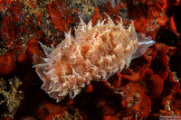 Dirona picta (Colorful Dirona)