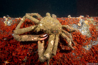 Loxorhynchus crispatus (Masking Crab)
