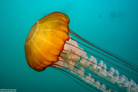 Chrysaora fuscescens (Brown Jellyfish)