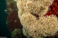 Microporina articulata (Stick Bryozoan)