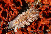 Dirona picta (Colorful Dirona)