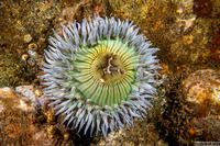 Anthopleura sola (Sunburst Anemone)