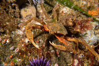 Pugettia producta (Northern Kelp Crab)