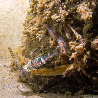 Heptacarpus stimpsoni (Stimpson's Shrimp)