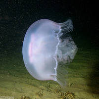 Aurelia aurita (Moon Jelly)