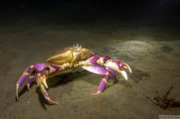 Metacarcinus gracilis (Graceful Crab)