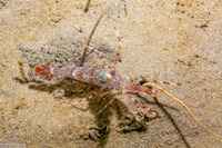 Pandalus gurneyi (California Longbeak Shrimp)