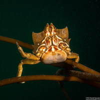 Pugettia producta (Northern Kelp Crab)