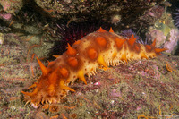 Parastichopus californicus (California Sea Cucumber)