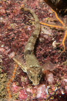 Odontopyxis trispinosa (Pygmy Poacher)