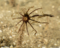 Praxillura maculata (Windmill Worm)